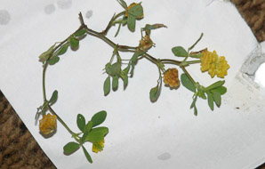 Trifolium campestre (low hop clover, hop trefoil, field clover)