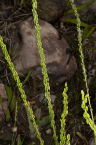 Triglochin maritima (saltmarsh arrow-grass, seaside arrow-grass, seaside arrowgrass)