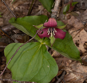 Trillium erectum (red trillium, purple trillium, stinking Benjamin)