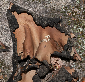 Umbilicaria mammulata (smooth rock tripe, navel lichen)