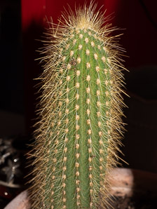 Vatricania guentheri (blue torch cactus)