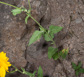 Verbesina encelioides (golden crownbeard)