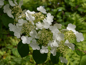 Viburnum plicatum (Japanese snowball)