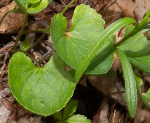 Viola sororia (common blue violet, woolly blue violet, common wood violet, broad-leaved wood violet)
