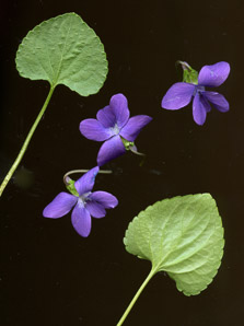 Viola sororia (common blue violet, woolly blue violet, common wood violet, broad-leaved wood violet)