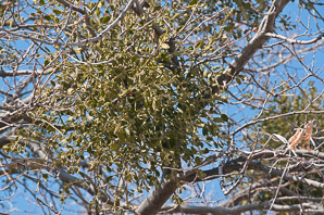 Viscum album (European mistletoe)