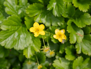 Waldsteinia ternata (barren strawberry)