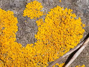 Xanthoria elegans (elegant sunburst lichen, sunburst lichen, elegant orange wall lichen)