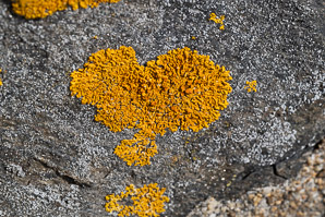 Xanthoria parietina (common orange lichen, yellow scale, maritime sunburst lichen, shore lichen, orange wall lichen)