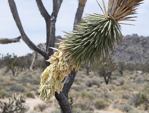 Yucca brevifolia (Joshua tree)