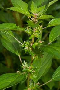 Acalypha rhomboidea (three-seeded mercury, rhombic three-seeded mercury, rhomboid mercury, rhombic copperleaf, common threeseed mercury)