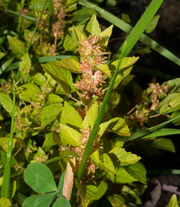 Acalypha rhomboidea (three-seeded mercury, rhombic three-seeded mercury, rhomboid mercury, rhombic copperleaf, common threeseed mercury)
