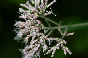 Ageratina altissima (white snakeroot, tall boneset, white sanicle)