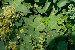 Alchemilla mollis (lady’s mantle, lady’s-mantle)