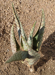 Aloe L. (aloe)