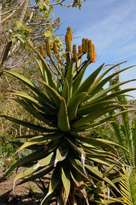 Aloe L. (aloe)