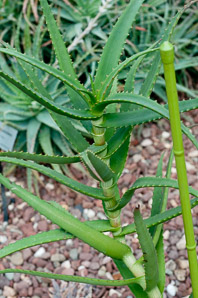 Aloe confusa