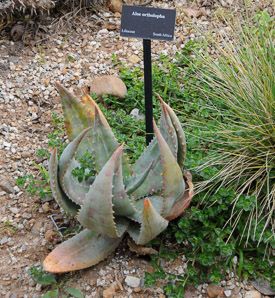 Aloe ortholopha