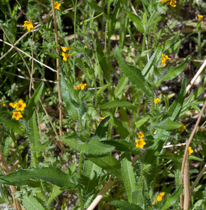 Amsinckia menziesii (orange fiddleneck, small-flowered fiddleneck, rancher’s fiddleneck, common fiddleneck, rancher’s fireweed, Menzies’ fiddleneck)
