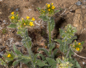 Amsinckia menziesii (orange fiddleneck, small-flowered fiddleneck, rancher’s fiddleneck, common fiddleneck, rancher’s fireweed, Menzies’ fiddleneck)