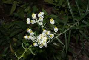 Anaphalis margaritacea (pearly everlasting, western pearly everlasting)