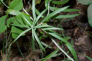 Anaphalis margaritacea (pearly everlasting, western pearly everlasting)