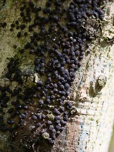 Annulohypoxylon thouarsianum