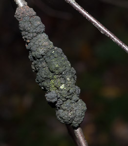 Apiosporina morbosa (black knot fungus)