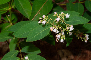 Apocynum cannabinum (dogbane, amy root, hemp dogbane, prairie dogbane, Indian hemp, rheumatism root, wild cotton, Indianhemp)