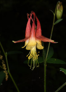 Aquilegia canadensis (red columbine, American columbine, Eastern columbine, Canada columbine, meetinghouses, rock bells, honeysuckle, rock lily, cluckies, jack-in-trousers, wild honeysuckle, granny’s bonnets, dancing fairies, wild columbine)