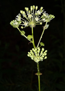 Aralia hispida (bristly sarsaparilla)
