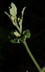 Arctium minus (burdock, common burdock, lesser burdock)