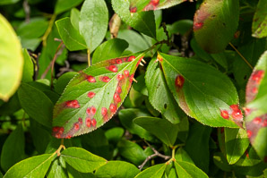 Aronia melanocarpa (black chokeberry)