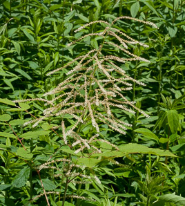 Aruncus dioicus (goat’s beard, bride’s feathers)