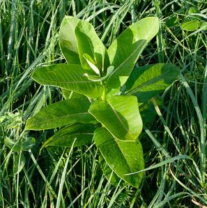 Asclepias syriaca (common milkweed, milkweed)