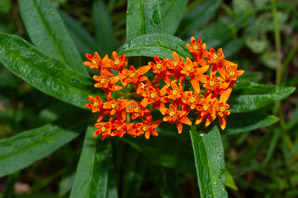 Asclepias tuberosa (butterfly milkweed, butterflyweed, orange milkweed, pleurisy root)
