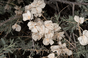 Atriplex canescens (fourwing saltbush, four-winged saltbush, chamiso, chamiza, four-wing saltbush)