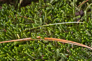 Bazzania trilobata (leafy liverwort, greater whipwort, millipede plant)