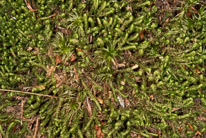 Bazzania trilobata (leafy liverwort, greater whipwort, millipede plant)