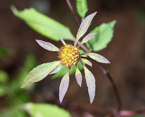 Bidens frondosa (devil’s beggartick, devil’s-pitchfork, devil’s bootjack, sticktights, bur marigold, pitchfork weed, tickseed sunflower, leafy beggarticks, common beggar-ticks)