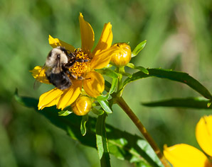 Bidens laevis (bur-marigolds, sticktights, smooth beggartick, smooth bidens, smooth bur marigold, larger bur marigold)