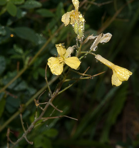 Brassica juncea (brown mustard, mustard greens, Indian mustard, Chinese mustard, kai choi)