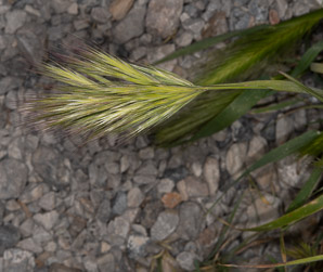 Bromus rubens (compact brome, red brome)