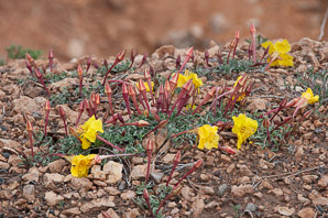Calylophus lavandulifolius (lavenderleaf sundrops)