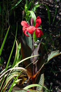 Canna ×generalis (canna)