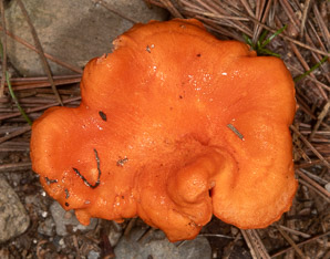 Cantharellus cinnabarinus (cinnabar chanterelle, apricot chanterelle)