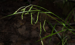 Carex gracillima (graceful sedge)