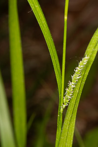 Carex gracillima (graceful sedge)