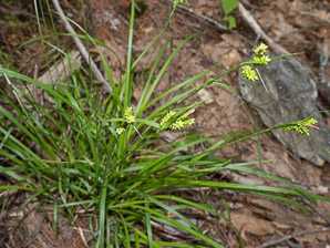 Carex pallescens (pale sedge)