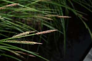 Carex stricta (tussock sedge, upright sedge)